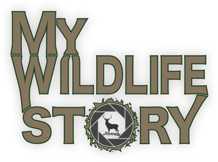 My Wildlife Story