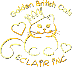 Εκτροφείο βρετανικής κοντότριχης γάτας στην Ελλάδα, χρυσή βρετανική γά